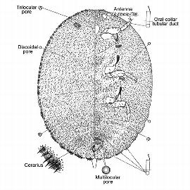   Paraputo olivaceus  
 Illustration by Williams amp; Granara de Willink 